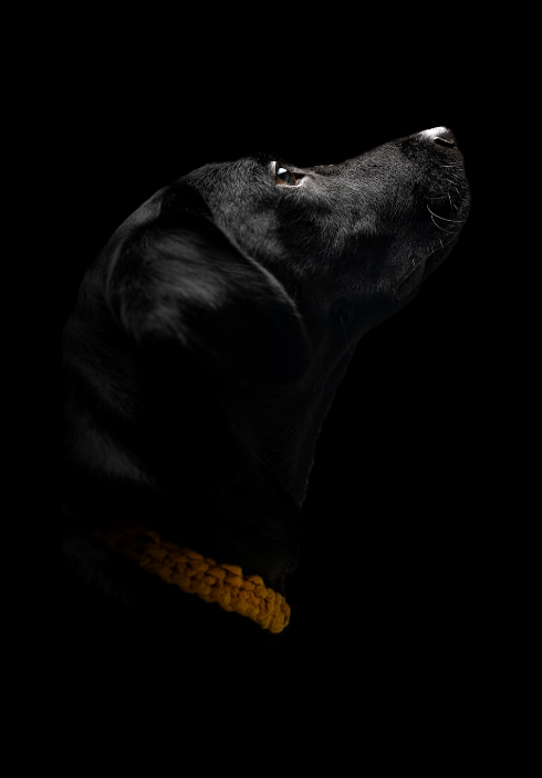 Viselkedésterápia Wanderdogs